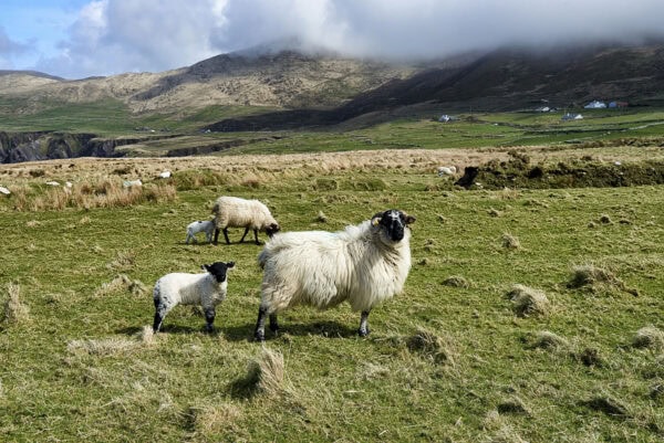 Sheep