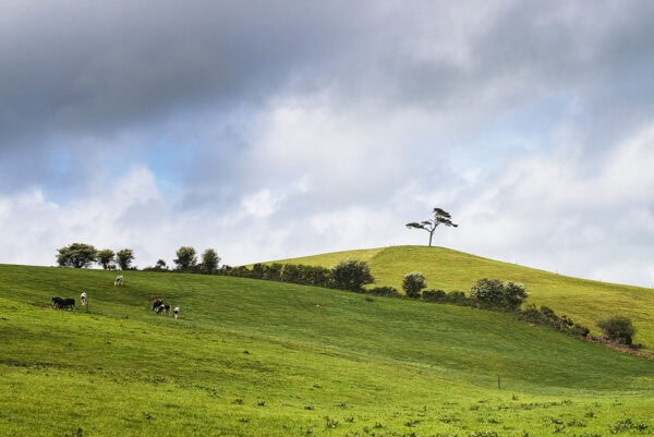 One Tree Hill