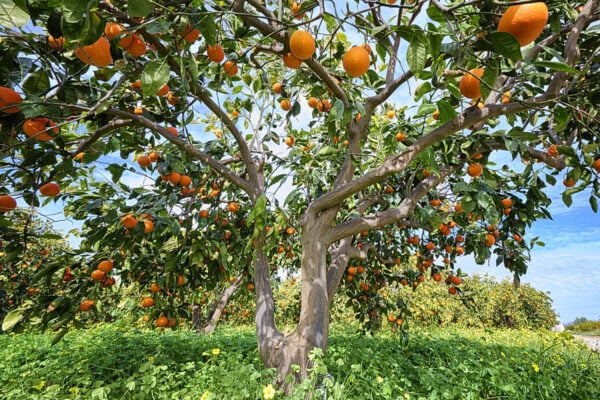 Orange trees