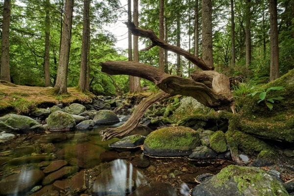 Owengarriff River
