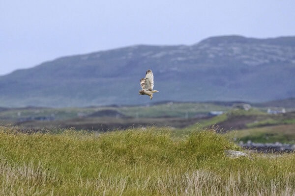 Owl