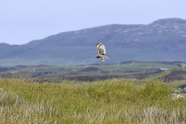 Owl
