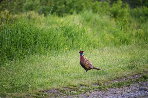 Pheasant
