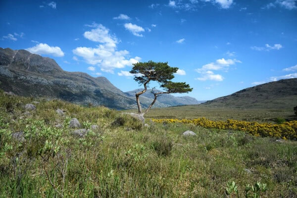 Pine Tree