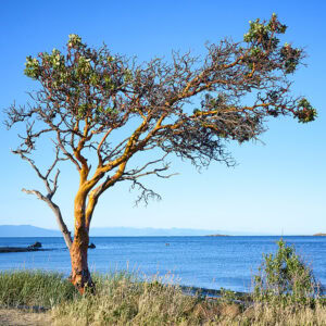 Pipers Lagoon