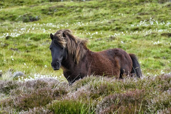 Ponys