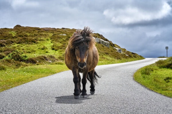 Ponys