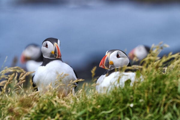 Puffins