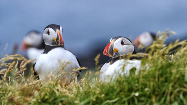 Puffins