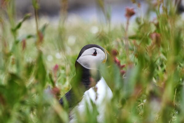 Puffins
