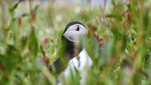Puffin