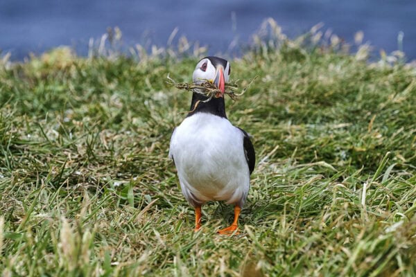 Puffins