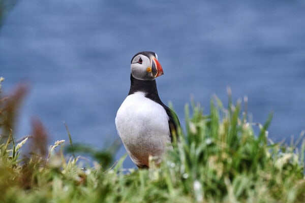 Puffins