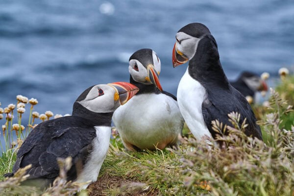 Puffins