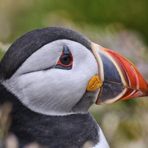 Puffin