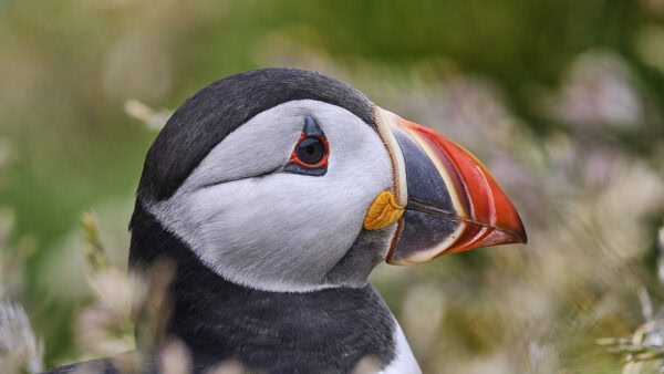 Puffin