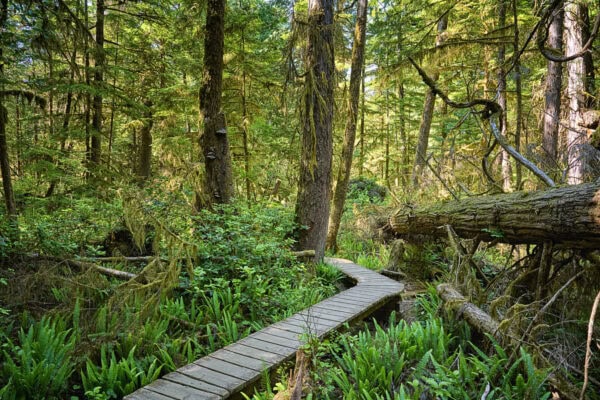 Rainforest
