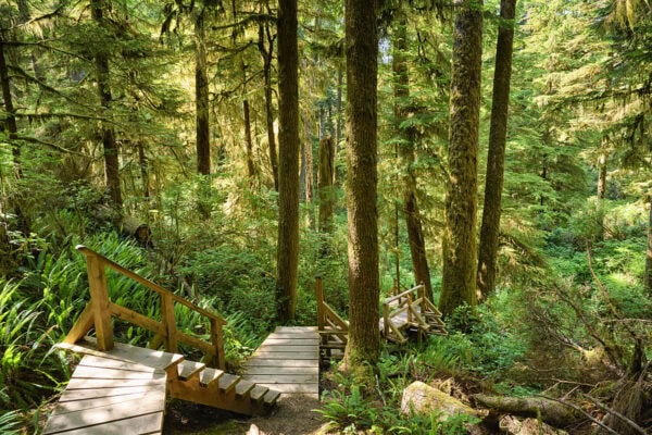 Rainforest