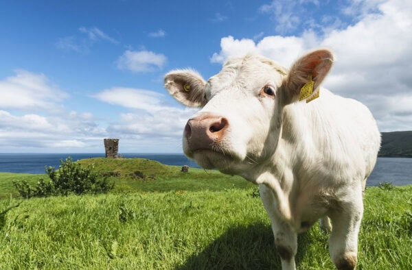 Red Bay Castle Cow