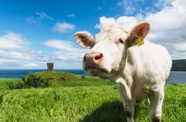 Red Castle Cow