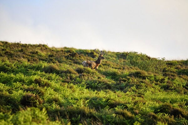 Red Deer