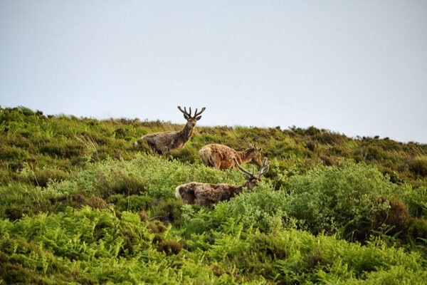 Red Deer