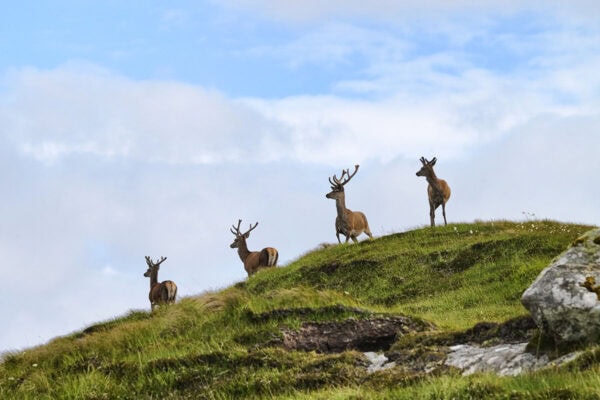 Red Deer