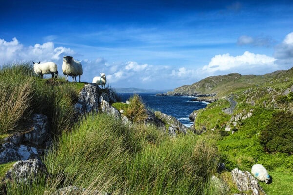 Ring of Beara