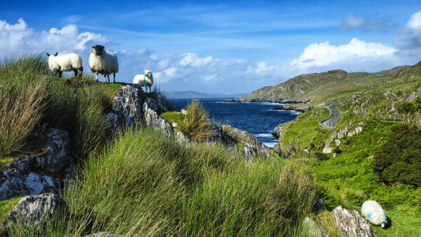 Ring of Beara