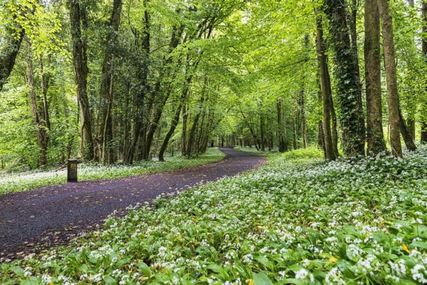 Rinville Park