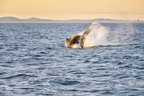 Humpback whales