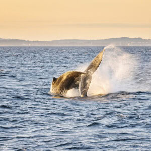 Humpback Whale