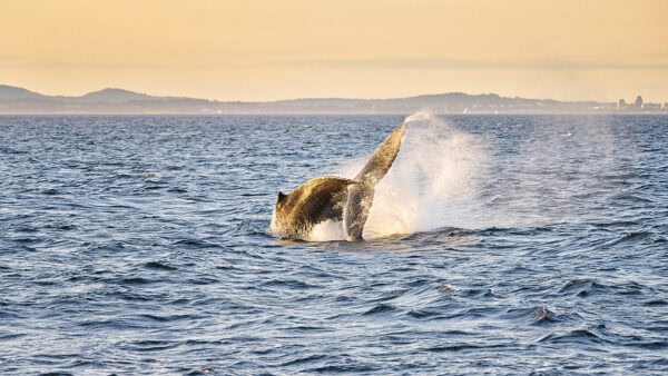 Humpback Whale