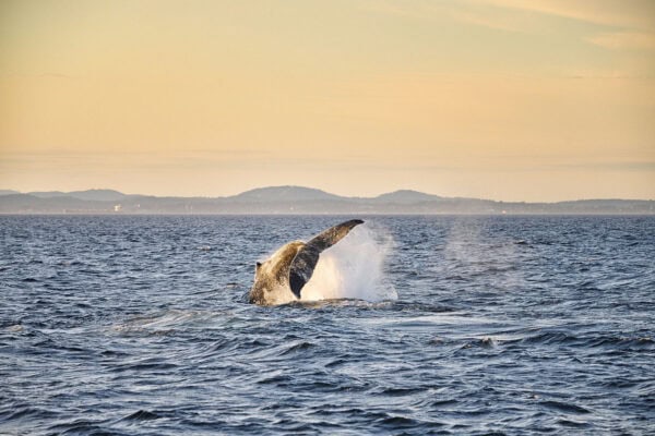 Humpback whales