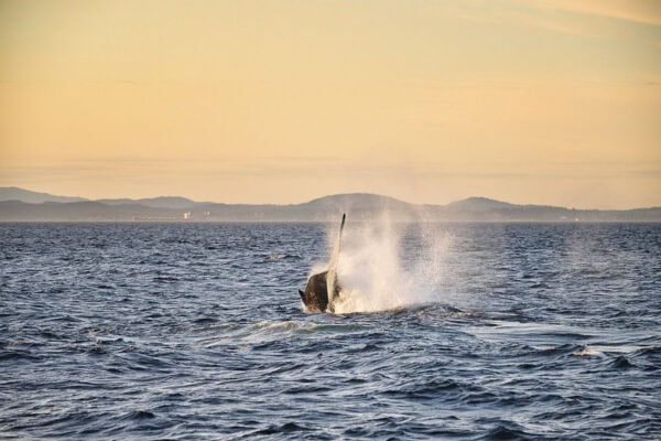 Humpback whales