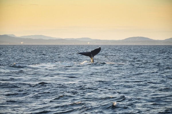 Humpback whales