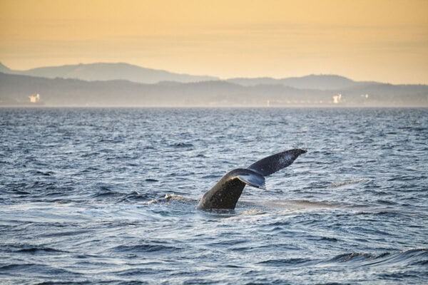 Humpback whales