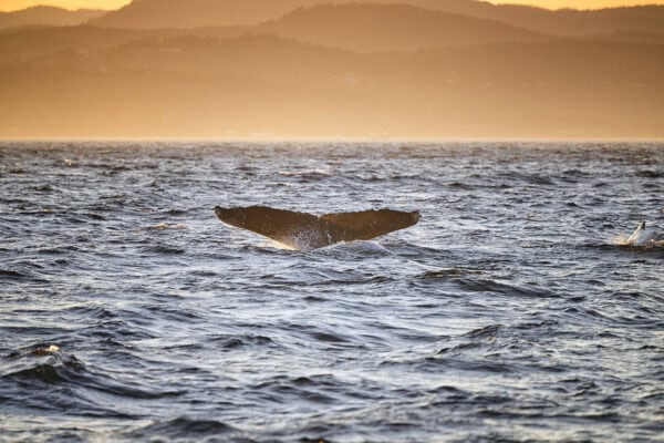 Humpback whales