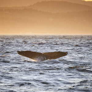 Humpback Whale