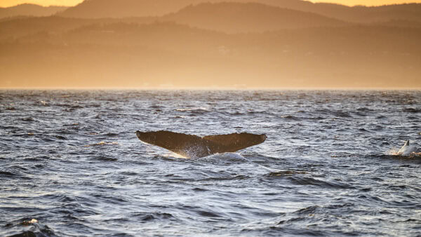 Humpback Whale