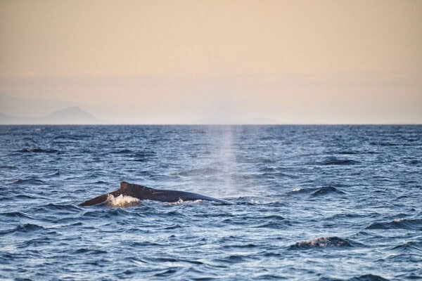 Humpback whales