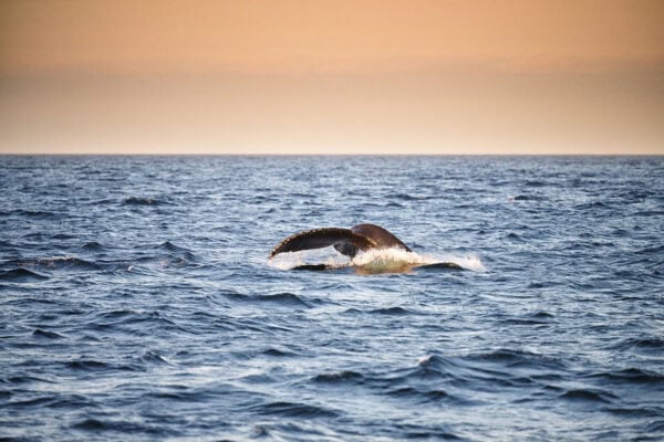 Humpback whales