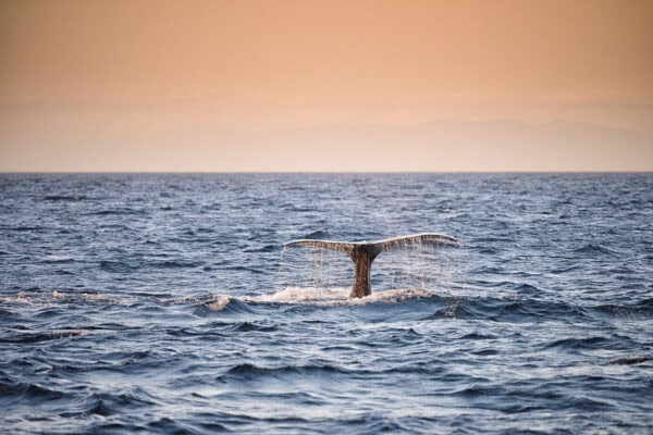 Humpback whales