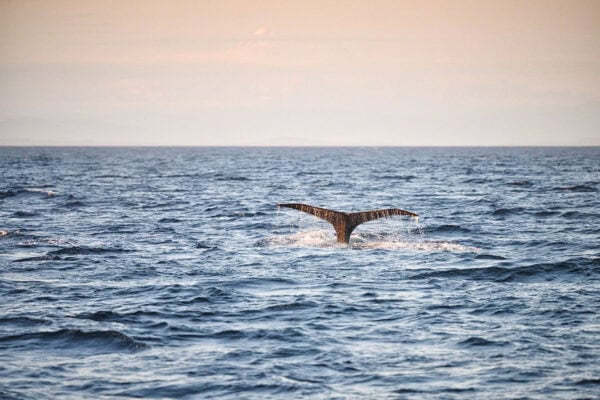 Humpback whales