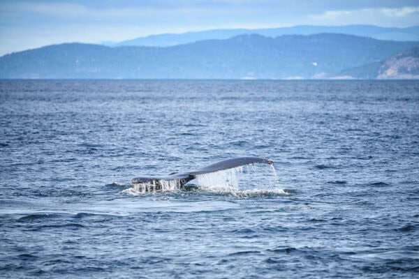 Humpback whales