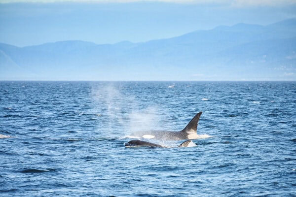 Orcas