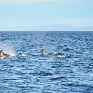 Orcas