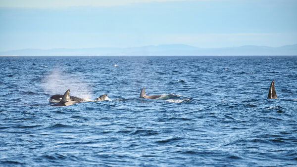 Orcas
