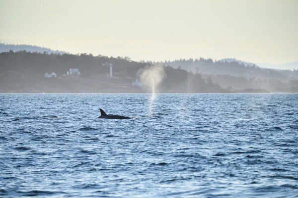 Orcas