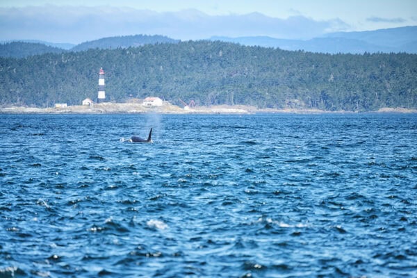 Orcas